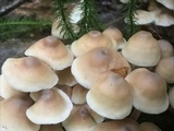 Gymnopus acervatus image