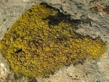 Candelariella rosulans image