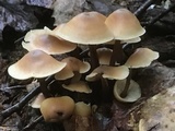 Gymnopus acervatus image