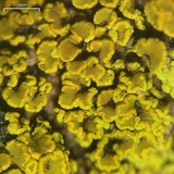 Candelariella rosulans image