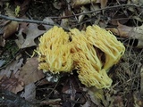 Ramaria flava image