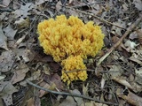 Ramaria flava image