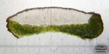 Candelariella rosulans image