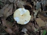 Russula ochraleucoides image