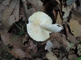 Russula ochraleucoides image