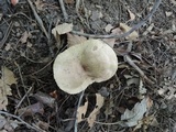 Lactarius pyrogalus image