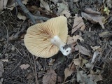Lactarius pyrogalus image