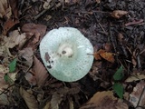 Russula parvovirescens image