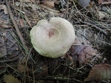 Lactarius pyrogalus image