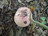 Hygrophorus russula image