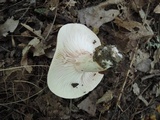 Hygrophorus russula image