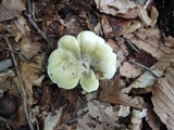 Tricholoma subsejunctum image