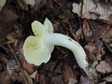 Tricholoma subsejunctum image