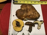 Phlebopus beniensis image