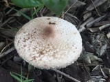 Leucoagaricus americanus image