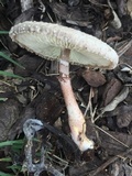 Leucoagaricus americanus image