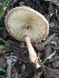 Leucoagaricus americanus image