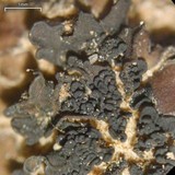 Blennothallia crispa image