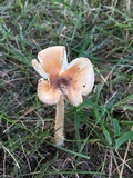 Amanita sect. Vaginatae image
