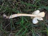 Amanita sect. Vaginatae image