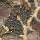 Blennothallia crispa image