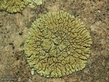 Lecanora novomexicana image