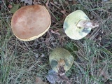 Boletus pallidus image