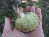 Boletus pallidus image