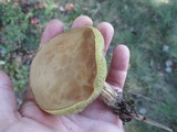 Boletus pallidus image