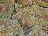 Lecanora novomexicana image