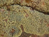 Lecanora novomexicana image
