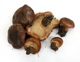 Tricholoma fracticum image