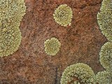 Lecanora novomexicana image