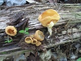 Otidea onotica image