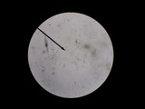 Otidea onotica image
