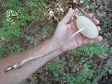 Oudemansiella furfuracea image