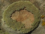 Lecanora novomexicana image