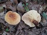 Tapinella atrotomentosa image