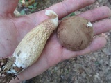 Tylopilus felleus image