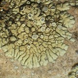 Lecanora novomexicana image