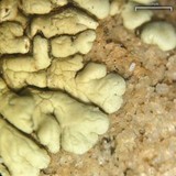 Lecanora novomexicana image