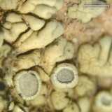 Lecanora novomexicana image