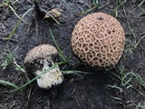 Calvatia cyathiformis image