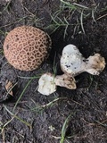 Calvatia cyathiformis image
