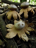 Myriostoma coliforme image