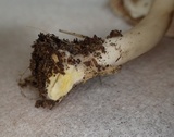 Agaricus moelleri image
