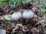 Agaricus moelleri image