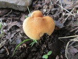 Inocybe unicolor image