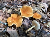 Marasmius strictipes image