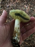 Boletus pallidus image